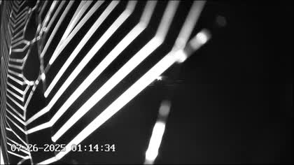 2025-07-26