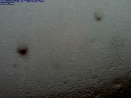 2025-08-11