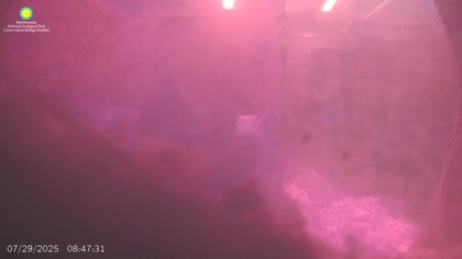 2025-07-29