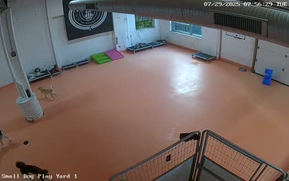 2025-07-29