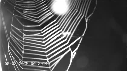 2025-08-02
