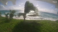 Cayo Green Turtle - Bita Bay Beach