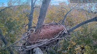 Loudoun - Dulles Greenway - Eagle nest