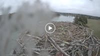 Lamoine - Nido de águila pescadora