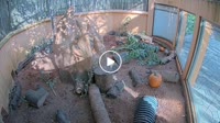 Miami - Zoo - Surykatki, flamingi i orły