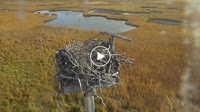 Boston - Belle Isle Marsh - Nido de águila pescadora