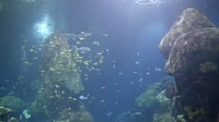 Chattanooga - Tennessee Aquarium