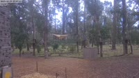 Ludlow - Ludlow Tuart Forest