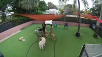 Stuart - The Bark Park