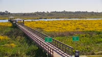 Beaumont - Cattail Marsh