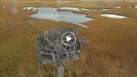 Boston - Belle Isle Marsh - Nido de águila pescadora
