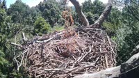 Hanover - Bald Eagle Nest