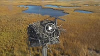 Boston - Belle Isle Marsh - Nido de águila pescadora