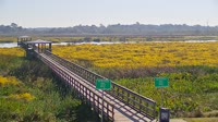 Beaumont - Cattail Marsh