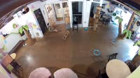 San Diego - The Cat Cafe