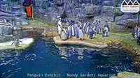 Galveston - Moody Gardens - Pingüinos