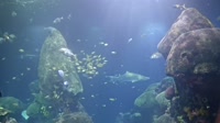 Chattanooga - Tennessee Aquarium