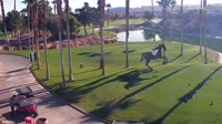 Henderson - Chimera Golf Club