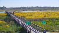 Beaumont - Cattail Marsh