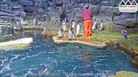 Galveston - Moody Gardens - Penguins