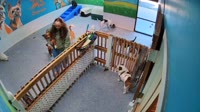 Chantilly - Dog Tales Daycare & Boarding