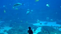 Atlanta - Acuario de Georgia