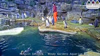 Galveston - Moody Gardens - Penguins