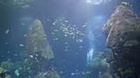 Chattanooga - Tennessee Aquarium