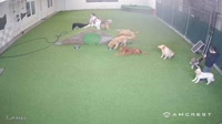 Toledo - 41K9 Dog Daycare & Boarding