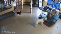 Scottsdale - Always Unleashed Pet Resort