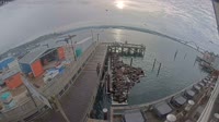 Newport - Sea Lion Docks