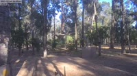 Ludlow - Ludlow Tuart Forest