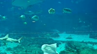 Atlanta - Acquario della Georgia