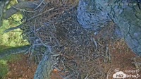 Blackwater Refuge - Eagle Cam