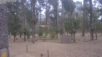 Ludlow - Ludlow Tuart Forest