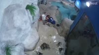 Point Pleasant Beach - Jenkinson's Aquarium - Pingvinai
