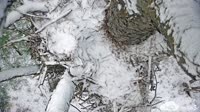 Blackwater Refuge - Eagle Cam
