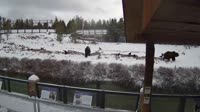 West Yellowstone - Wildlife Park Center - Des grizzlis