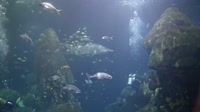 Chattanooga - Tennessee Aquarium