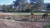 San Diego - Foaling stall