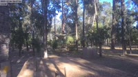 Ludlow - Ludlow Tuart Forest