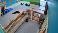 Chantilly - Dog Tales Daycare & Boarding