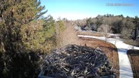Falmouth - Waquoit Bay Reserve - Osprey Nest