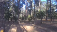Ludlow - Ludlow Tuart Forest