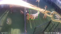 Norfolk - Buddy's Doggie Daycare
