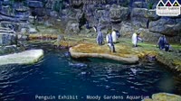 Galvestonas - Moody Gardens - Pingvinai