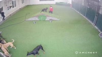 Tolidas - 41K9 Dog Daycare & Boarding
