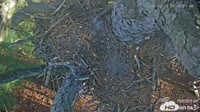 Blackwater Refuge - Eagle Cam