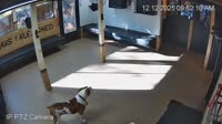 Scottsdale - Always Unleashed Pet Resort
