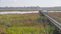 Beaumont - Cattail Marsh